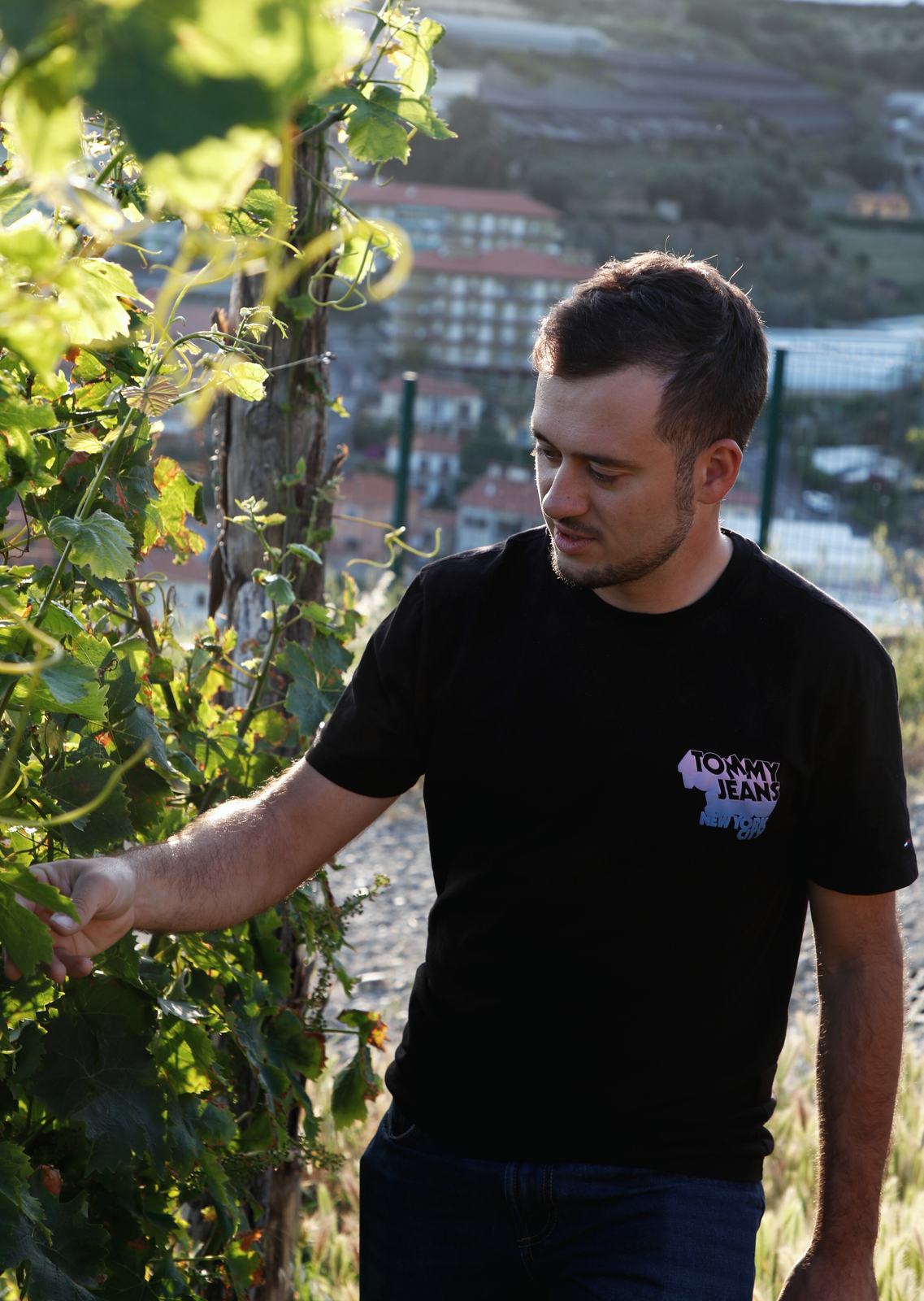 Tra i filari di una vigna affacciata sul mare