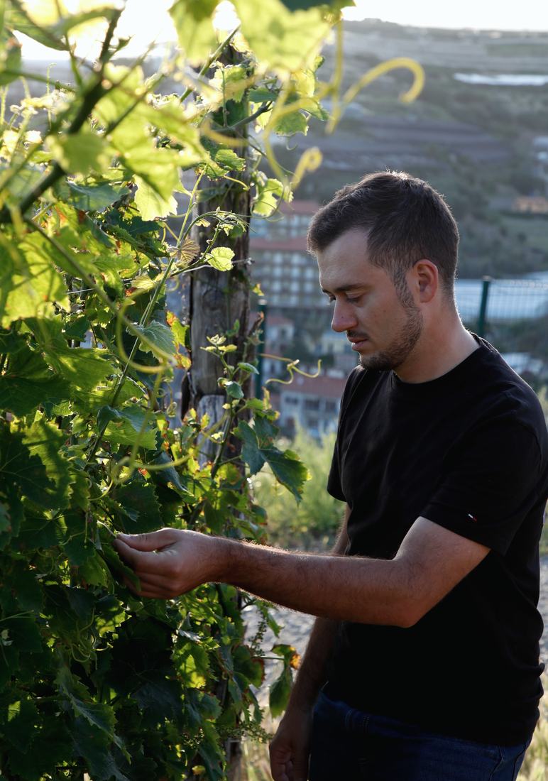 Ludovico Berta osserva i germogli in una vigna sopra il mare