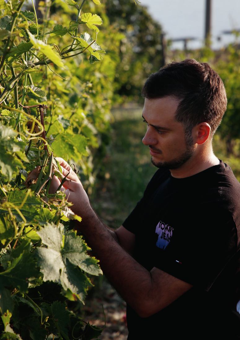Controllo dei grappoli in vigna