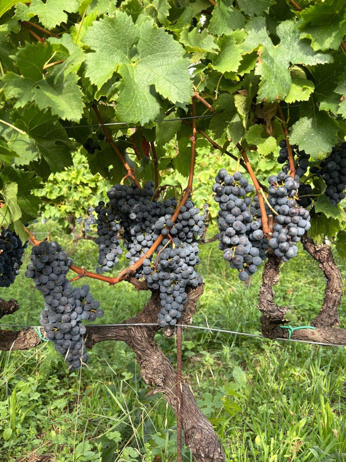 Grappoli di uva rossa maturi e sani su viti a cordone