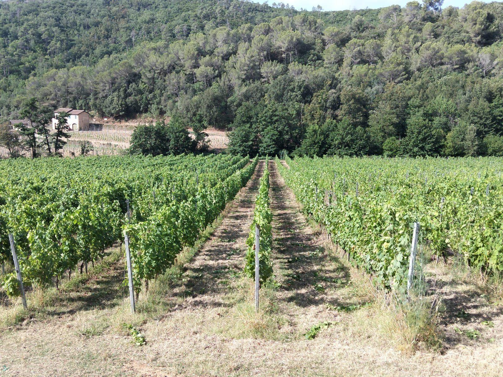 Filari di vigna in estate, con l'interfila secca e il bosco sullo sfondo
